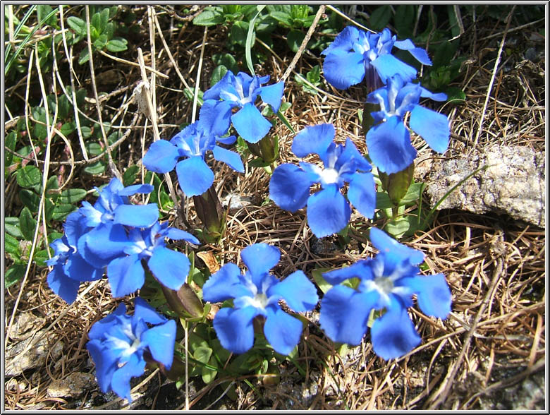 Safari botanico all''Alpe Devero